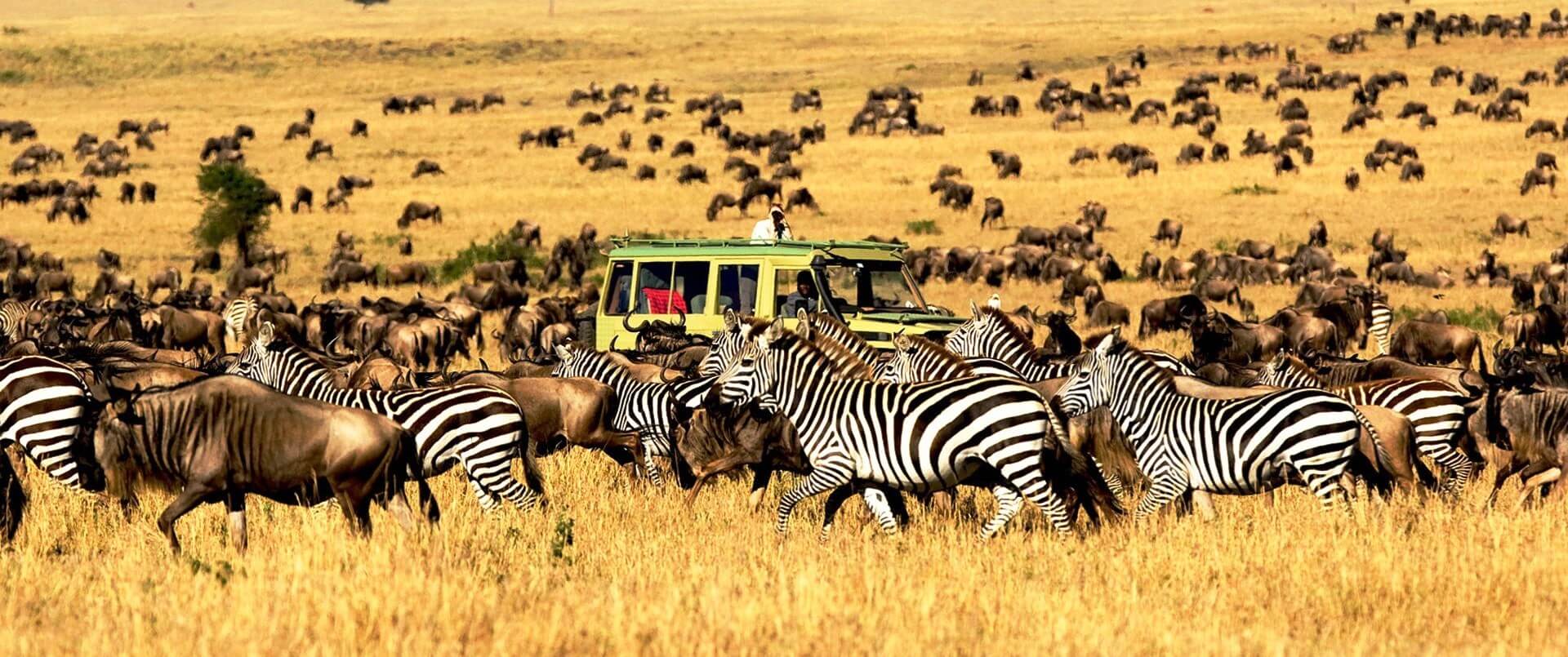 Image result for Serengeti National Park