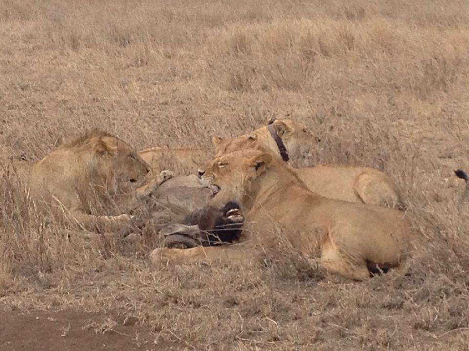 best Serengeti safari 