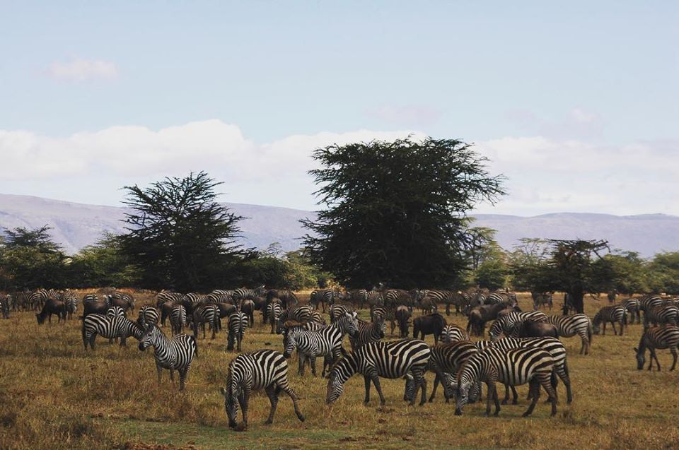 Tanzania wildlife safari tours