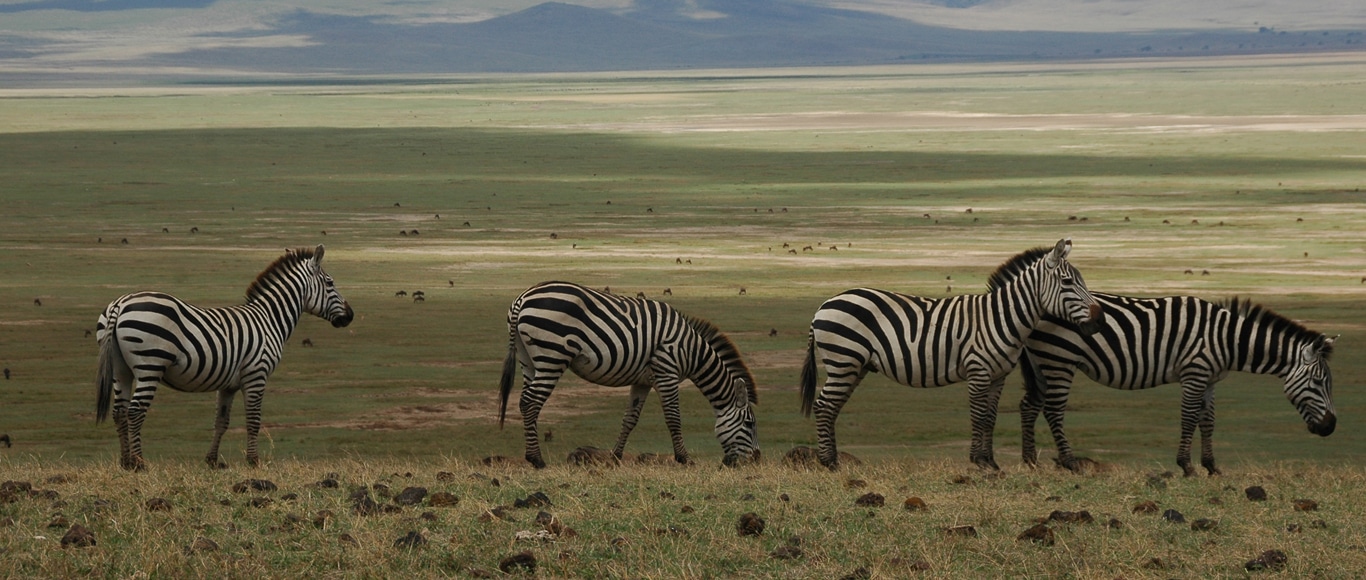 wildlife tours tanzania
