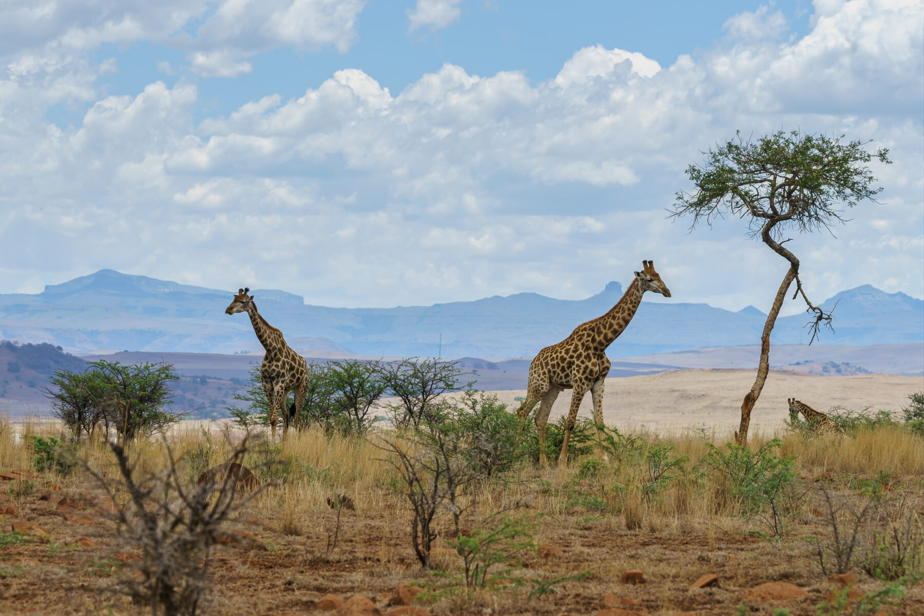 Discover the Magic of Tanzanian Safaris: A Journey into the Wild