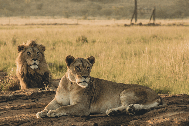 7 Days of Wildlife and Nature in Serengeti