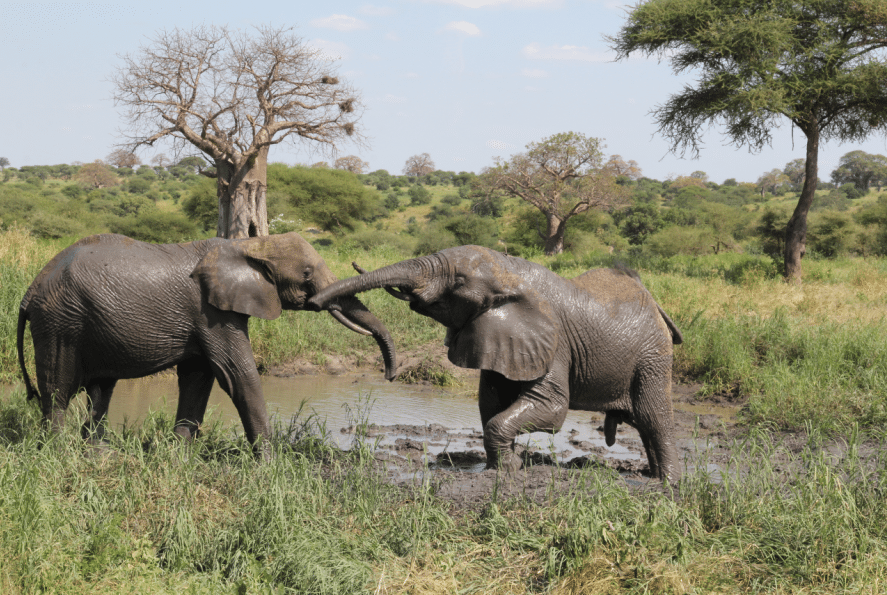 African wildlife safari tour