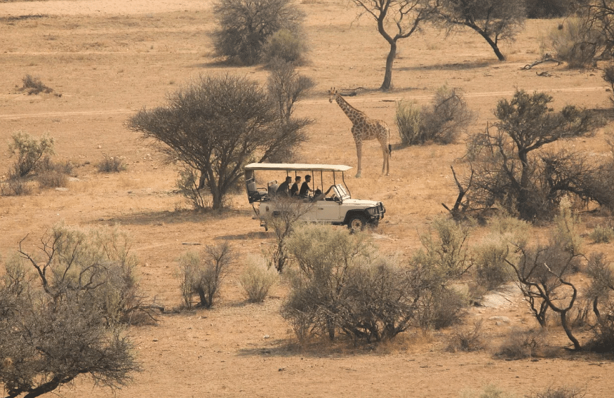 Wild Africa: Safari, Glamping, and Deals Guide